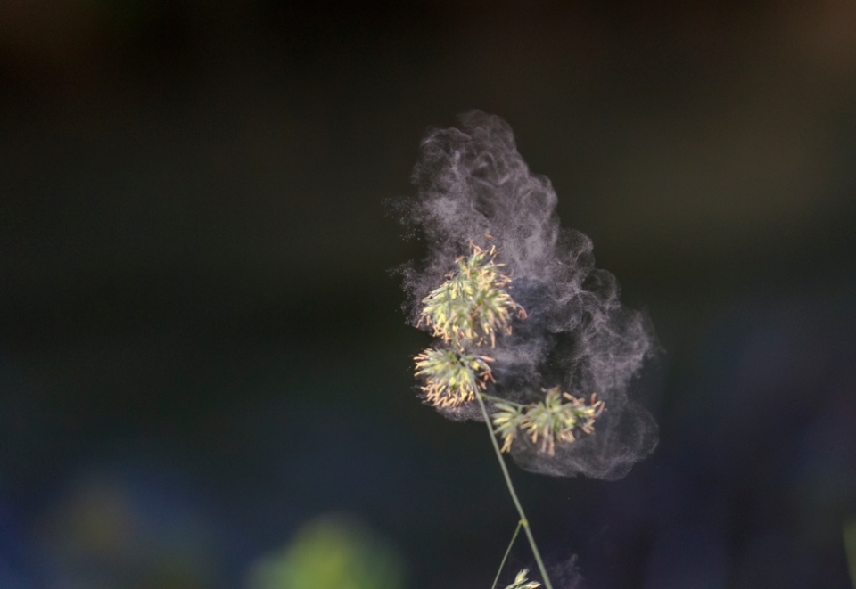 Eine Pflanze stößt Pollen aus. Polltec Pollenschutzgewebe hält Pollen draußen und lässt frische Luft herein.