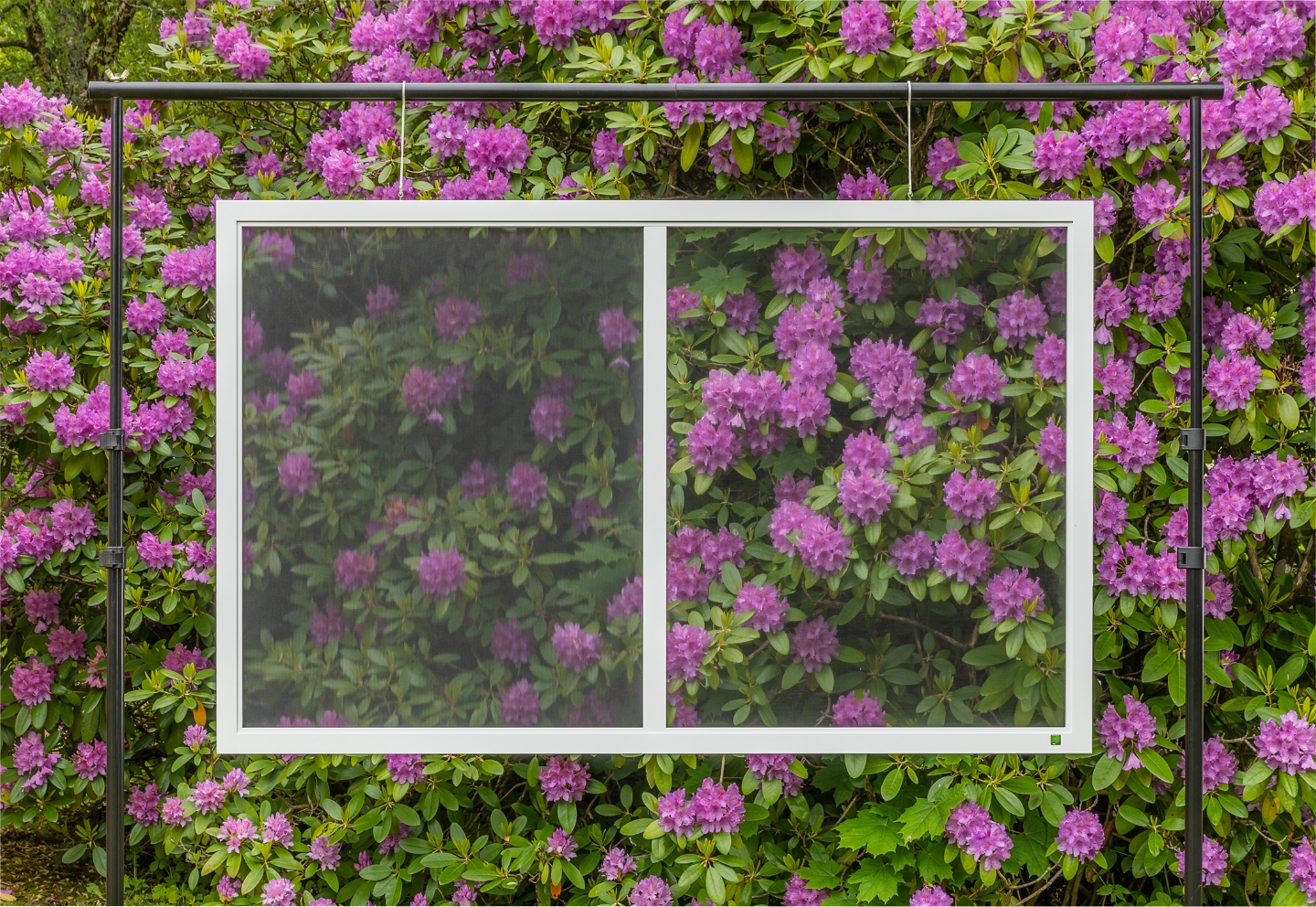 Vergleichsrahmen mit zwei Gewebefeldern: links Polltec, rechts Polltec TFP; dahinter blühender Hecke. Unterschiede in Transparenz und Durchblick sichtbar.