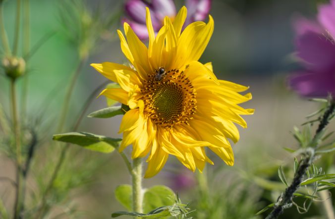 Sonnenblume auf der Neher Insektenschutz‑Wiese, Biene sammelt Nektar